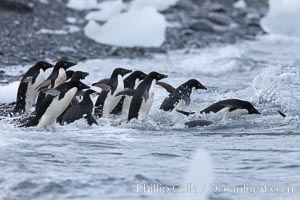 Adelie penguins rush into the water en masse, from the cobblestone beach at Shingle Cove on Coronation Island, Pygoscelis adeliae