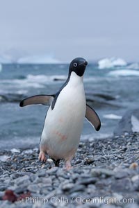 Adelie penguin on cobblestone beach, Shingle Cove, Pygoscelis adeliae, Coronation Island, South Orkney Islands, Southern Ocean