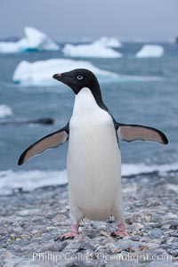 Adelie penguin on cobblestone beach, Shingle Cove, Pygoscelis adeliae, Coronation Island, South Orkney Islands, Southern Ocean