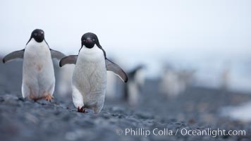Adelie penguins walking on a stone beach, Pygoscelis adeliae, Brown Bluff, Antarctic Peninsula.