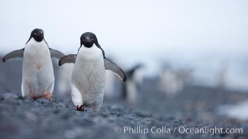 Adelie penguins walking on a stone beach, Pygoscelis adeliae, Brown Bluff