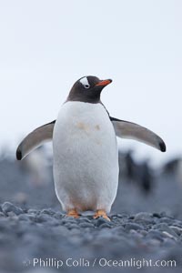 Adelie penguins walking on a stone beach, Pygoscelis adeliae, Brown Bluff