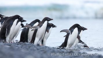 Adelie penguins ready to enter the ocean, Pygoscelis adeliae, Brown Bluff