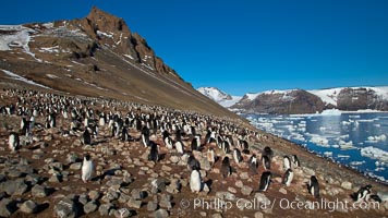 Adelie penguins at the nest, a colony on the slopes of Devil Island, Antarctica. Pygoscelis adeliae.