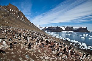 Adelie penguins at the nest, part of the large nesting colony of penguins that resides along the lower slopes of Devil Island, Pygoscelis adeliae