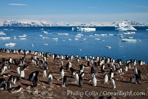 Adelie penguins at the nest, part of the large nesting colony of penguins that resides along the lower slopes of Devil Island, Pygoscelis adeliae