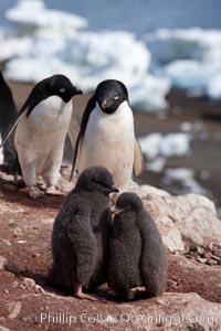 Adelie penguins, adults and chicks, Pygoscelis adeliae, Devil Island