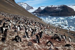 Adelie penguins at the nest, part of the large nesting colony of penguins that resides along the lower slopes of Devil Island, Pygoscelis adeliae