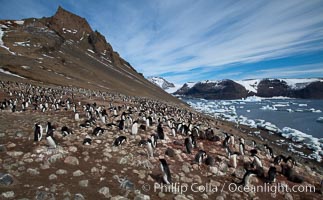 Adelie penguins at the nest, part of the large nesting colony of penguins that resides along the lower slopes of Devil Island, Pygoscelis adeliae