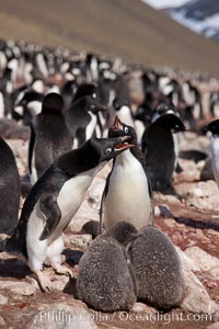Adelie penguin, adults feeding chicks, part of the large nesting colony of penguins that resides along the lower slopes of Devil Island, Pygoscelis adeliae