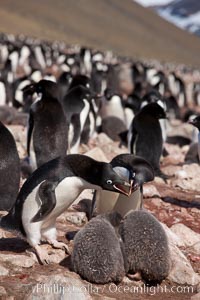 Adelie penguin, adults feeding chicks, part of the large nesting colony of penguins that resides along the lower slopes of Devil Island, Pygoscelis adeliae