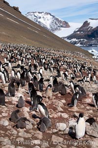 Adelie penguins at the nest, part of the large nesting colony of penguins that resides along the lower slopes of Devil Island, Pygoscelis adeliae