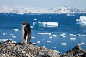 Adelie penguin. Devil Island, Antarctic Peninsula, Antarctica, Pygoscelis adeliae, natural history stock photograph, photo id 25108