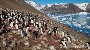 Adelie penguins at the nest, part of the large nesting colony of penguins that resides along the lower slopes of Devil Island, Pygoscelis adeliae