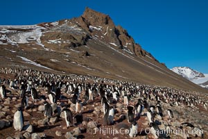 Adelie penguins at the nest, part of the large nesting colony of penguins that resides along the lower slopes of Devil Island, Pygoscelis adeliae