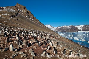 Adelie penguins at the nest, part of the large nesting colony of penguins that resides along the lower slopes of Devil Island, Pygoscelis adeliae