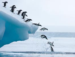 Group of Adelie penguins leaping into the ocean from an iceberg, Brown Bluff, Antarctic Peninsula. Pygoscelis adeliae.
