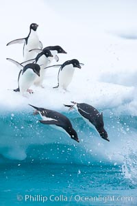 Adelie penguins leaping into the ocean from an iceberg, Pygoscelis adeliae, Brown Bluff