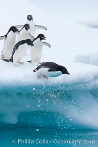 Adelie penguins leaping into the ocean from an iceberg, Pygoscelis adeliae, Brown Bluff