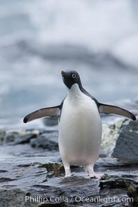 Adelie penguin, on rocky shore, leaving the ocean after foraging for food, Shingle Cove, Pygoscelis adeliae, Coronation Island, South Orkney Islands, Southern Ocean