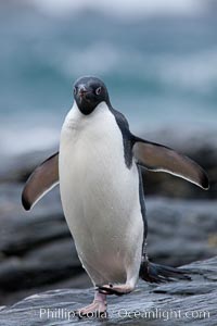 Adelie penguin, on rocky shore, leaving the ocean after foraging for food, Shingle Cove, Pygoscelis adeliae, Coronation Island, South Orkney Islands, Southern Ocean