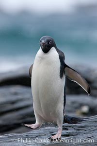 Adelie penguin, on rocky shore, leaving the ocean after foraging for food, Shingle Cove, Pygoscelis adeliae, Coronation Island, South Orkney Islands, Southern Ocean