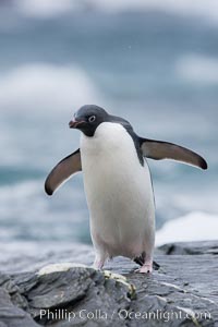 Adelie penguin, on rocky shore, leaving the ocean after foraging for food, Shingle Cove. Coronation Island, South Orkney Islands, Southern Ocean, Pygoscelis adeliae, natural history stock photograph, photo id 25191