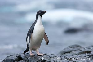 Adelie penguin, on rocky shore, leaving the ocean after foraging for food, Shingle Cove, Pygoscelis adeliae, Coronation Island, South Orkney Islands, Southern Ocean