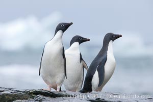 Adelie penguins, Shingle Cove, Coronation Island, South Orkney Islands. Southern Ocean, Pygoscelis adeliae, natural history stock photograph, photo id 25196