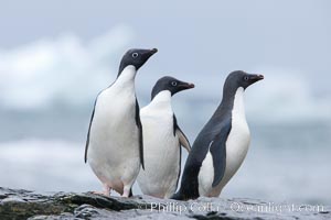 Adelie penguins, Shingle Cove, Coronation Island, South Orkney Islands, Pygoscelis adeliae