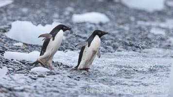 Adelie penguins rush into the water en masse, from the cobblestone beach at Shingle Cove on Coronation Island, Pygoscelis adeliae