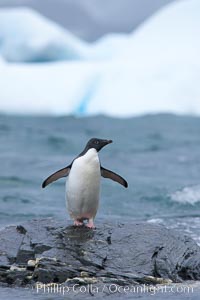 Adelie penguin stands on rocky shore, icebergs in the background, Shingle Cove, Pygoscelis adeliae, Coronation Island, South Orkney Islands, Southern Ocean