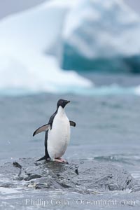 Adelie penguin stands on rocky shore, icebergs in the background, Shingle Cove, Pygoscelis adeliae, Coronation Island, South Orkney Islands, Southern Ocean