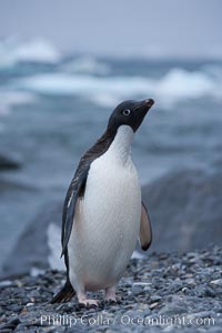 Adelie penguin on cobblestone beach, Shingle Cove, Pygoscelis adeliae, Coronation Island, South Orkney Islands, Southern Ocean
