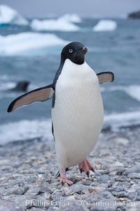 Adelie penguin on cobblestone beach, Shingle Cove, Pygoscelis adeliae, Coronation Island, South Orkney Islands, Southern Ocean