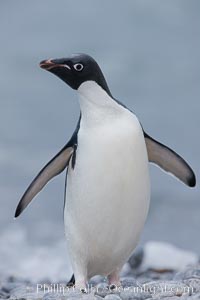 Adelie penguin on beach, wings out, Pygoscelis adeliae, Shingle Cove, Coronation Island, South Orkney Islands, Southern Ocean