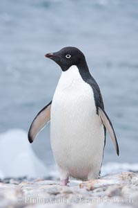 Adelie penguin on beach, wings out, Pygoscelis adeliae, Shingle Cove, Coronation Island, South Orkney Islands, Southern Ocean