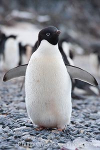 Adelie penguin, standing on cobblestone beach, Pygoscelis adeliae, Shingle Cove, Coronation Island, South Orkney Islands, Southern Ocean