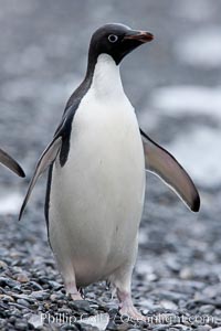 Adelie penguin, standing on cobblestone beach, Pygoscelis adeliae, Shingle Cove, Coronation Island, South Orkney Islands, Southern Ocean