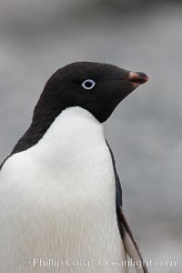Adelie penguin, head portrait, Pygoscelis adeliae, Shingle Cove, Coronation Island, South Orkney Islands, Southern Ocean