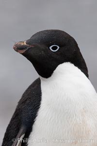 Adelie penguin, head portrait, Pygoscelis adeliae, Shingle Cove, Coronation Island, South Orkney Islands, Southern Ocean