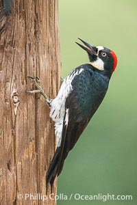 Adult Acorn Woodpecker at Lake Hodges, San Diego, California