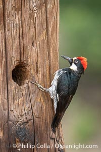 Adult Acorn Woodpecker at Lake Hodges, San Diego, California