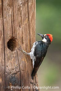 Adult Acorn Woodpecker at Lake Hodges, San Diego, California