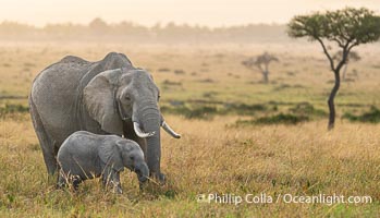 Adult and calf African Elephants, Masai Mara, Kenya, Loxodonta africana, Maasai Mara National Reserve