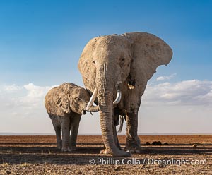 Adult and young African elephant, Amboseli National Park, Loxodonta africana