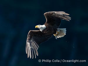Adult bald eagle in flight, British Columbia, Canada, Haliaeetus leucocephalus, Arran Rapids, Stuart Island