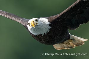 Adult bald eagle in flight, British Columbia, Canada, Haliaeetus leucocephalus, Arran Rapids, Stuart Island