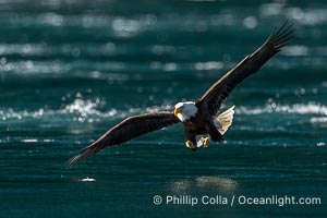 Adult bald eagle in flight, British Columbia, Canada, Haliaeetus leucocephalus, Arran Rapids, Stuart Island