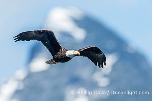 Adult bald eagle in flight, British Columbia, Canada, Haliaeetus leucocephalus, Arran Rapids, Stuart Island